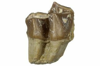 Fossil Oreodont (Merycoidodon) Molar - South Dakota #300274