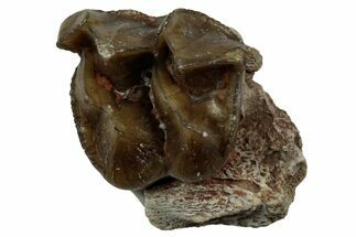 Fossil Oreodont Jaw Section - South Dakota #300280