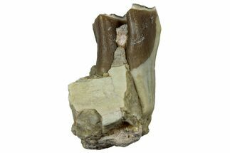 Fossil Oreodont (Merycoidodon) Jaw Section - South Dakota #300303