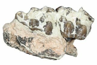 Fossil Oreodont (Merycoidodon) Jaw Section - South Dakota #300358