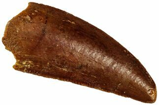 Serrated Raptor Tooth - Real Dinosaur Tooth #299661