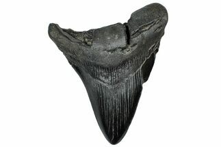 Fossil Megalodon Tooth - South Carolina #300220