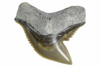 Fossil Tiger Shark (Galeocerdo) Tooth - Bone Valley, Florida #299495