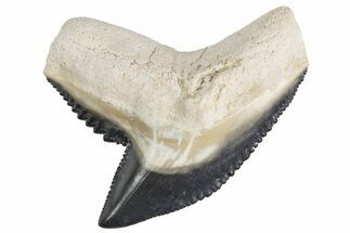 Fossil Tiger Shark (Galeocerdo) Tooth - Bone Valley, Florida #299505