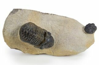 Two Detailed Reedops Trilobite - Atchana, Morocco #300612