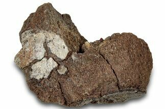 Dinosaur (Triceratops) Bone Section - Montana #300446