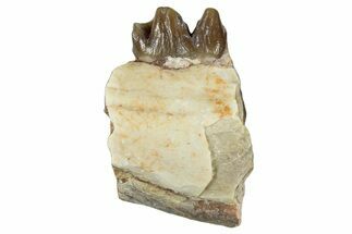 Fossil Oreodont (Merycoidodon) Jaw Section - South Dakota #300310