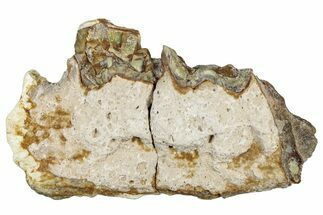 Fossil Running Rhino (Hyracodon) Jaw Section - South Dakota #300410