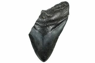 Partial, Fossil Megalodon Tooth - South Carolina #300145