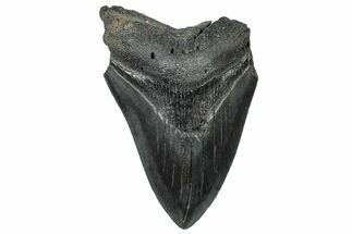 Bargain, Fossil Megalodon Tooth - Serrated Edge #300146