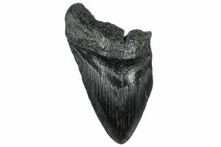 Partial Fossil Megalodon Tooth - South Carolina #300153