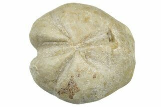 Cretaceous Echinoid (Heteraster) Fossil - Texas #300623