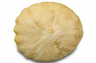 Pliocene Sand Dollar (Rotuloidea) Fossil - Morocco #300630