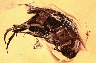 Fossil Tumbling Flower Beetle (Mordellidae) in Baltic Amber #300655