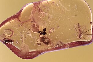 Fossil Ant-Like Stone Beetle and True Midge in Baltic Amber #300662