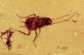 Fossil Cockroach Nymph and True Midge in Baltic Amber - Rare! #300696