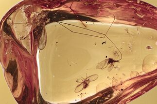 Detailed Fossil Crane Fly and Moth Flies in Baltic Amber #300700