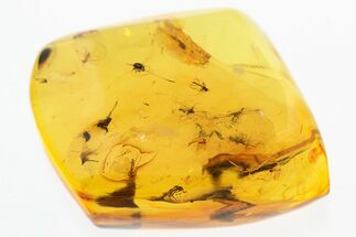 Fossil Dark-Winged Fungus Gnat Swarm (Sciaridae) In Baltic Amber #300688