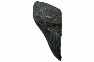 Partial Fossil Megalodon Tooth - South Carolina #300122