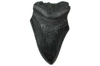 Bargain, Fossil Megalodon Tooth - South Carolina #300131