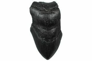 Partial, Fossil Megalodon Tooth - South Carolina #300139