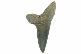 Fossil Mako Tooth - Lee Creek (Aurora), NC #300573