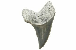 Fossil Hooked White Shark Tooth - Lee Creek (Aurora), NC #300468