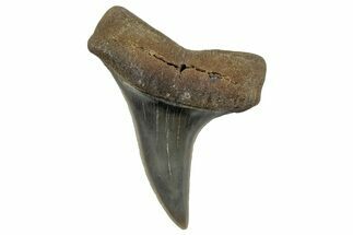 Fossil Hooked White Shark Tooth - Lee Creek (Aurora), NC #300469