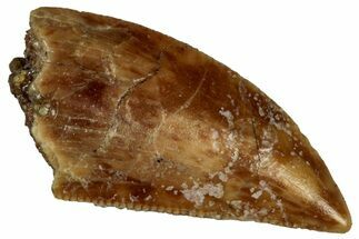 Serrated Raptor Tooth - Real Dinosaur Tooth #300892