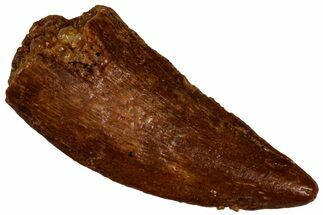 Raptor Tooth - Real Dinosaur Tooth #300905