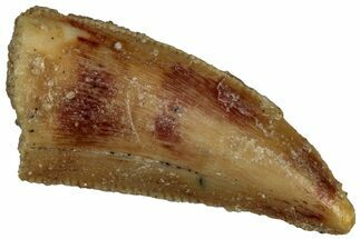 Serrated Raptor Tooth - Real Dinosaur Tooth #300914