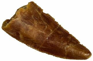 Serrated Raptor Tooth - Real Dinosaur Tooth #300915