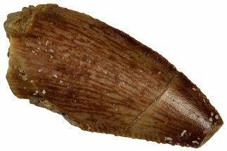 Bargain Raptor Tooth - Real Dinosaur Tooth #300935