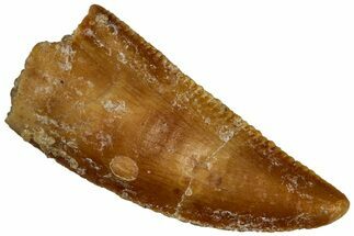 Serrated Raptor Tooth - Real Dinosaur Tooth #300940