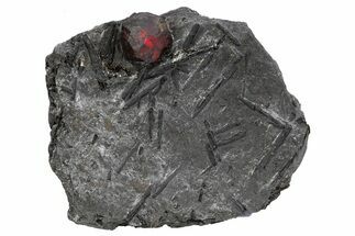 Red Embers Garnet in Graphite - Massachusetts #301067