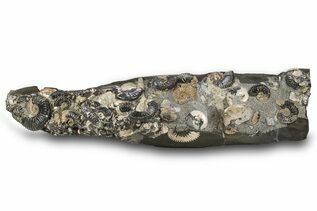 Premium Specimens For Sale