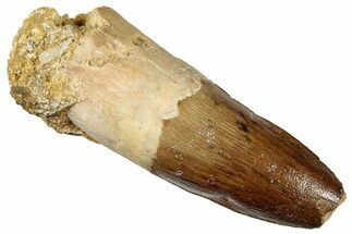 Fossil Spinosaurus Tooth - Real Dinosaur Tooth #301274