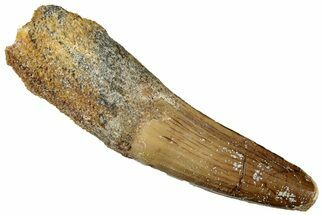 Fossil Spinosaurus Tooth - Real Dinosaur Tooth #301278