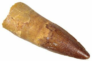 Juvenile Fossil Spinosaurus Tooth - Real Dinosaur Tooth #301301