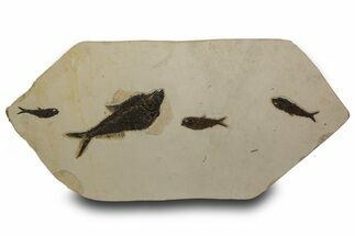 Plate of Four Fossil Fish (Diplomystus & Knightia) - Wyoming #301306