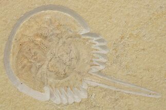 Horseshoe Crab (Mesolimulus) Fossil - Solnhofen Limestone #301384