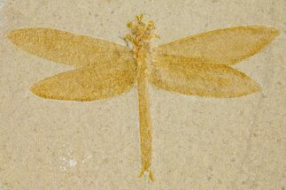 Detailed Fossil Dragonfly - Solnhofen Limestone #301482