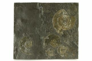 Fossil Ammonite Cluster - Posidonia Shale, Germany #301403