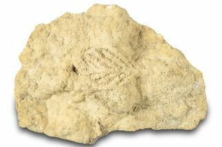 Fossil Leaf Preserved In Travertine - Austria #301608