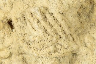 Fossil Leaf Preserved In Travertine - Austria #301608