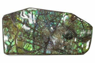 Flashy Ammolite (Fossil Ammonite Shell) - Alberta, Canada #301624