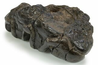 Gomphotherium (Mastodon Relative) Molar - South Carolina #301776