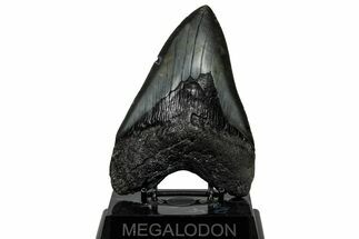 Huge, Fossil Megalodon Tooth - South Carolina #301781