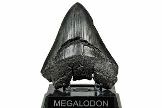 Large, Fossil Megalodon Tooth - South Carolina #301801