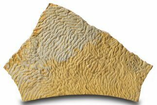 Pennsylvanian, Fossil Microbial Mat - Oklahoma #301894